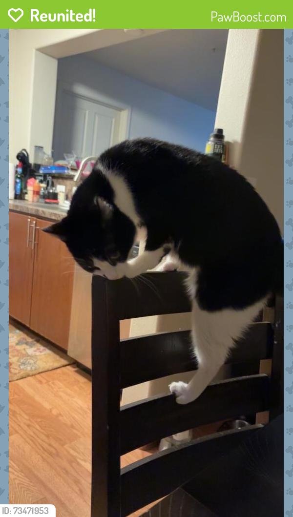 Reunited Male Cat last seen By Market of choice in cedar mill, Cedar Mill, OR 97229