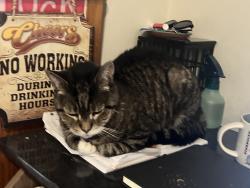 Lost Female Cat last seen Warren and Sussex, Jersey City, NJ 07302