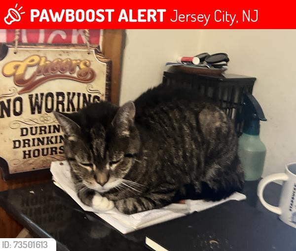 Lost Female Cat last seen Warren and Sussex, Jersey City, NJ 07302