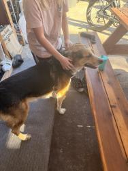 Found/Stray Male Dog last seen Antelope, Antelope, CA 95843