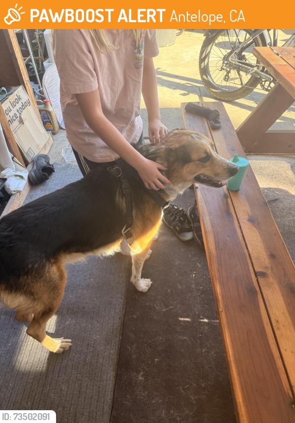 Found/Stray Male Dog last seen Antelope, Antelope, CA 95843