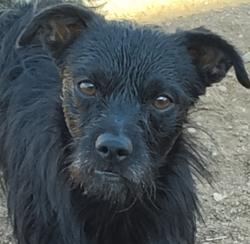 Reunited Male Dog last seen 39th dr and earll, Phoenix, AZ 85019