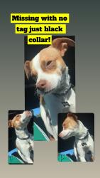 Reunited Male Dog last seen Rolison rd Redwood City, Redwood City, CA 94063