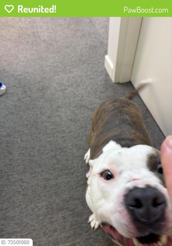 Reunited Male Dog last seen Woodbridge road and 360, Mechanicsville, VA 23111