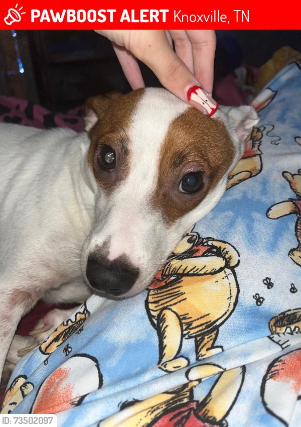 Lost Male Dog last seen Tipton Lane off beavercreek near dry Gap dante road and rifle range area, Knoxville, TN 37918