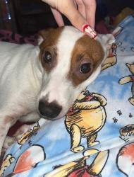 Lost Male Dog last seen Tipton Lane off beavercreek near dry Gap dante road and rifle range area, Knoxville, TN 37918