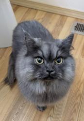 Reunited Unknown Cat last seen 113th ave se & SE 166th PL, Renton, WA 98055