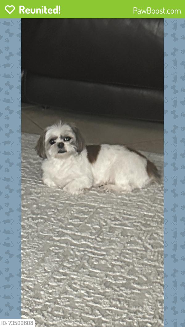 Reunited Female Dog last seen On 2nd street, St. Petersburg, FL 33702