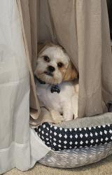 Reunited Male Dog last seen Harley Beth Drive and Mink Livsey Road in Snellville Georgia, Gwinnett County, GA 30039