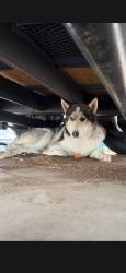 Reunited Male Dog last seen Talking Stick Resort Amphitheatre, Phoenix, AZ 85035