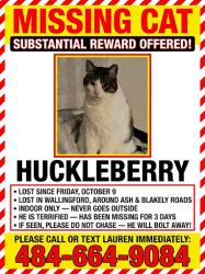 Lost Male Cat last seen ash rd and blakely rd, 19086, Nether Providence Township, PA 19086