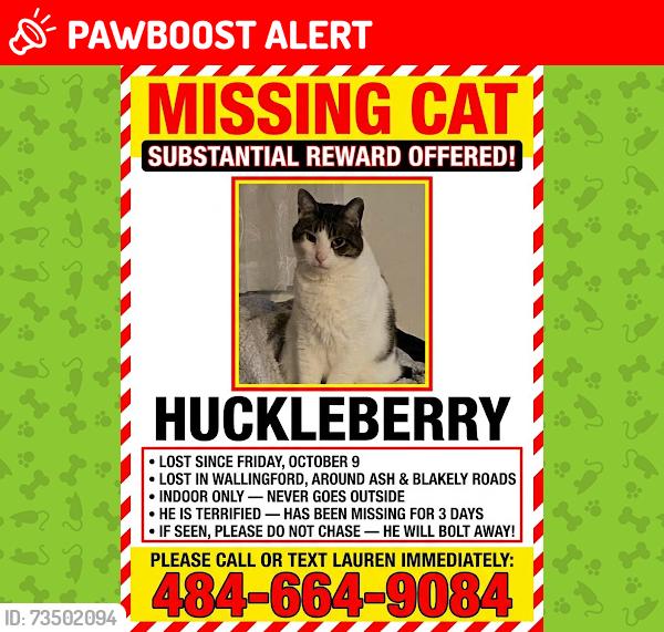 Lost Male Cat last seen ash rd and blakely rd, 19086, Nether Providence Township, PA 19086