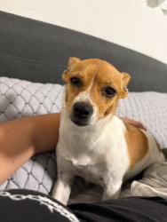 Reunited Female Dog last seen Cyrene Drive, Carson, CA, Carson, CA 90746
