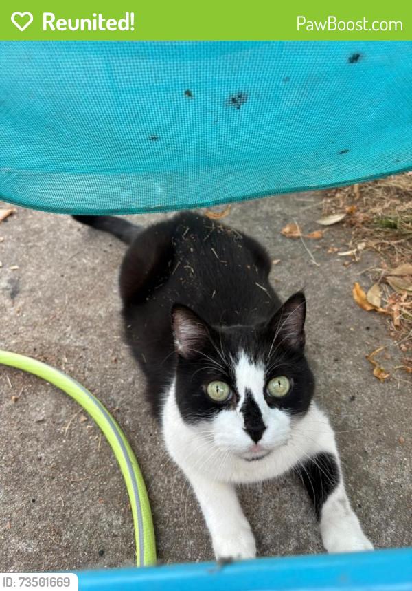 Reunited Male Cat last seen Wishaw terrace, Edinburgh, Scotland EH7 6AF