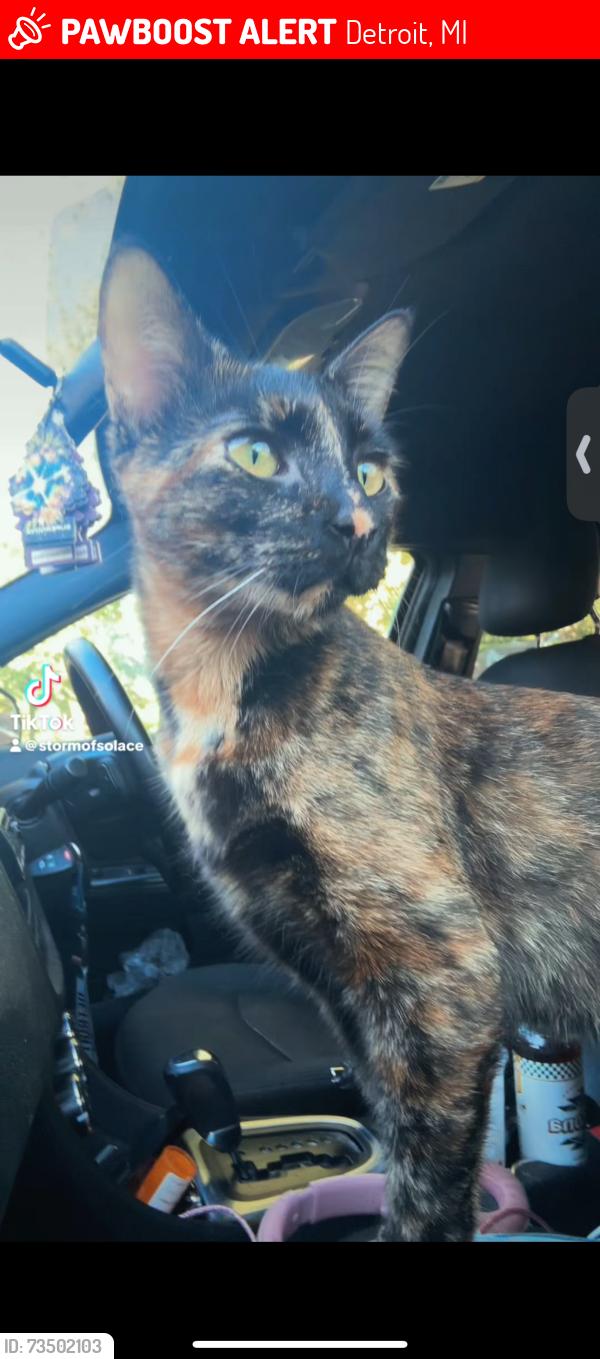 Lost Female Cat last seen Same day road test, Detroit, MI 48224