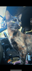 Lost Female Cat last seen Same day road test, Detroit, MI 48224