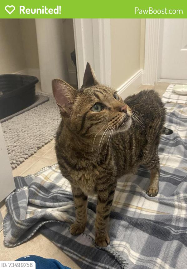 Reunited Unknown Cat last seen Jeaga and Duval, Jupiter, FL 33458