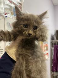 Shelter Stray Female Cat last seen Bexar County, 3353 Morningside Dr, New Braunfels, TX 78132, USA