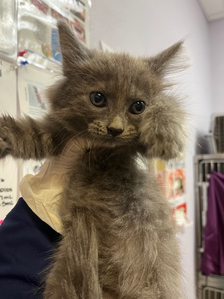 Shelter Stray Female Cat last seen Bexar County, 3353 Morningside Dr, New Braunfels, TX 78132, USA