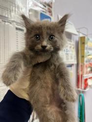 Shelter Stray Male Cat last seen Bexar County, 3353 Morningside Dr, New Braunfels, TX 78132, USA