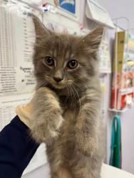 Shelter Stray Male Cat last seen Bexar County, 3353 Morningside Dr, New Braunfels, TX 78132, USA