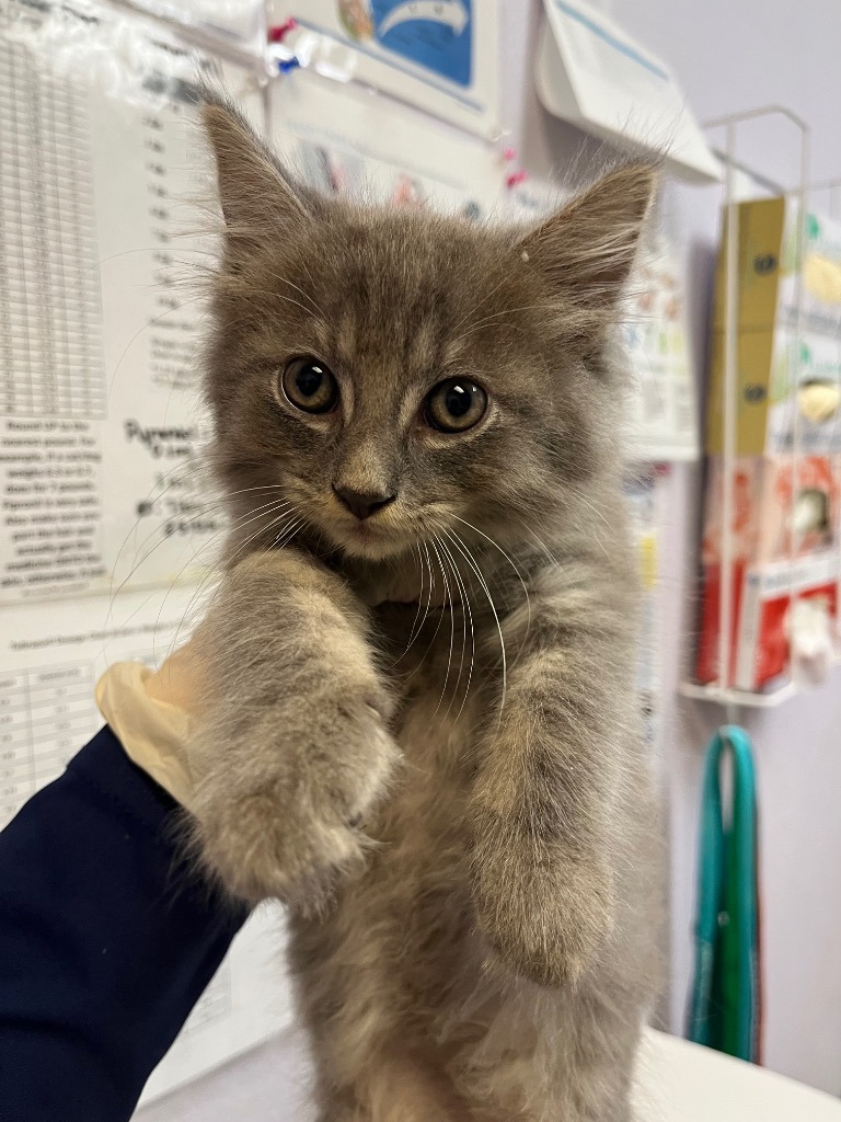 Shelter Stray Male Cat last seen Bexar County, 3353 Morningside Dr, New Braunfels, TX 78132, USA
