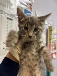 Shelter Stray Female Cat last seen Bexar County, 3353 Morningside Dr, New Braunfels, TX 78132, USA