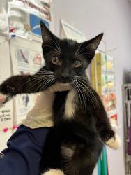 Shelter Stray Male Cat last seen Bexar County, 3353 Morningside Dr, New Braunfels, TX 78132, USA