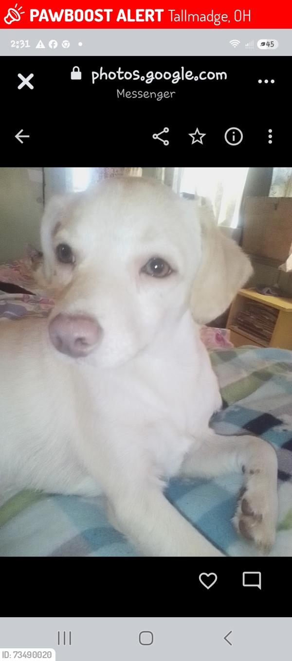 Lost Male Dog last seen Brittain rd Midway plaza, Tallmadge, OH 44305