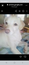 Lost Male Dog last seen Brittain rd Midway plaza, Tallmadge, OH 44305
