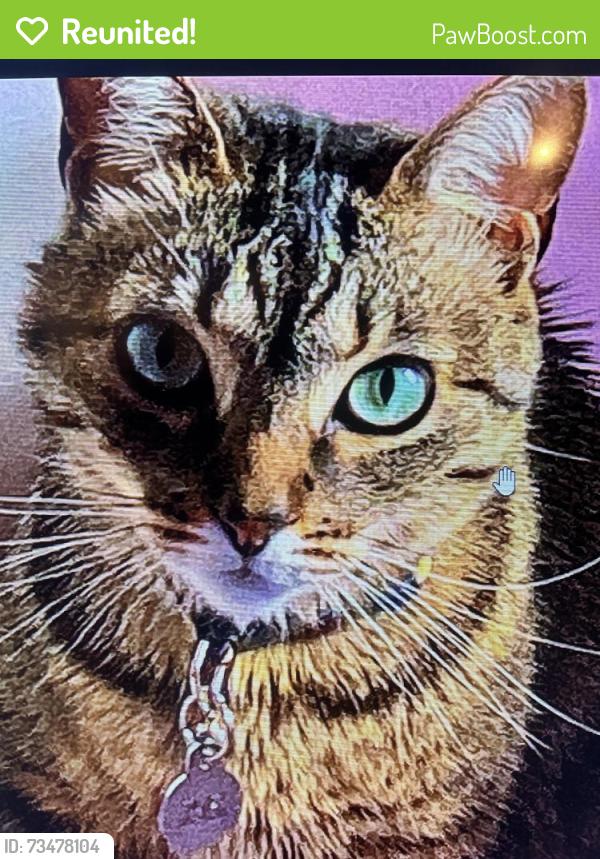 Reunited Male Cat last seen Drysdale avenue, Brenda Ave, Lenora Ave and near Harwood Drive, San Jose, CA 95124
