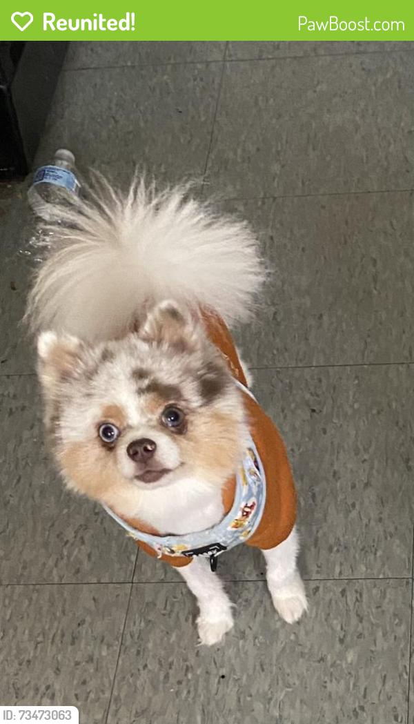 Reunited Male Dog last seen Near, Overland, MO 63114