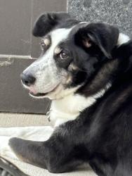 Reunited Female Dog last seen Brooks Crossing Subdivision, Winston-Salem, NC 27106
