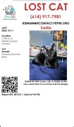 Lost Female Cat last seen 18th and Whittier, Columbus, OH 43206
