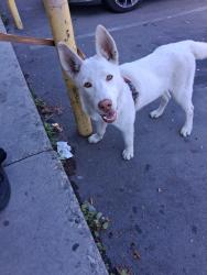 Found/Stray Male Dog last seen Vermont/108, Los Angeles, CA 90044