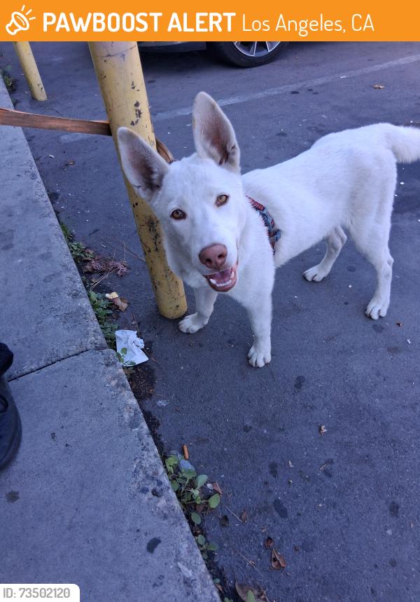Found/Stray Male Dog last seen Vermont/108, Los Angeles, CA 90044