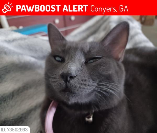 Lost Female Cat last seen Irwin Bridge rd, Conyers, GA 30012