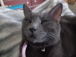 Lost Female Cat last seen Irwin Bridge rd, Conyers, GA 30012