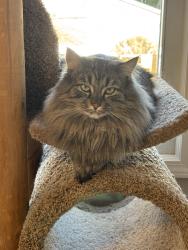 Reunited Male Cat last seen Saratoga Ave and 12th St SW, Canton, OH 44710