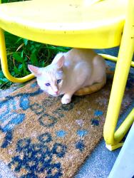 Lost Male Cat last seen Princeton High School, Cincinnati, OH 45246