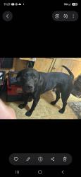 Reunited Male Dog last seen White road, Pace, FL 32571