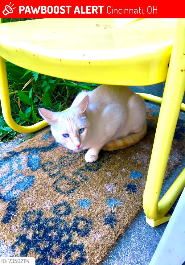 Lost Male Cat last seen Princeton High School, Cincinnati, OH 45246