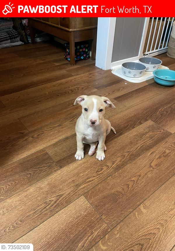 Lost Female Dog last seen Las vegas trail, Fort Worth, TX 76116