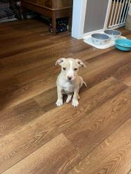 Lost Female Dog last seen Las vegas trail, Fort Worth, TX 76116