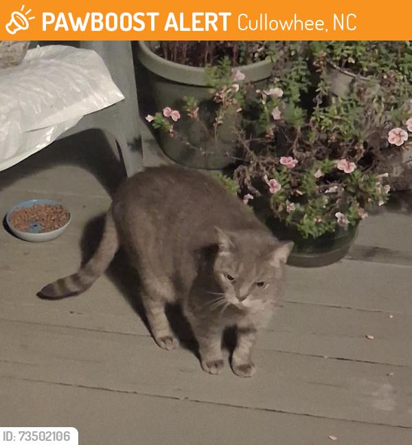 Found/Stray Unknown Cat last seen Old Cullowhee Road, Cullowhee, NC 28788