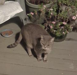 Found/Stray Unknown Cat last seen Old Cullowhee Road, Cullowhee, NC 28788
