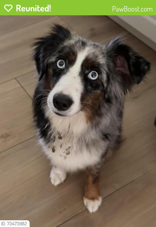 Reunited Female Dog last seen Behind Fins Dive Bar & Point 57, Cape Coral, FL 33904