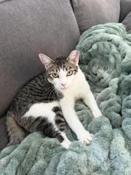 Reunited Male Cat last seen silver sage drive, Park City, UT 84098