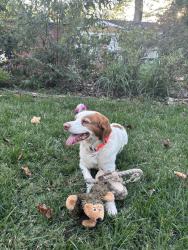 Reunited Male Dog last seen Pembroke and Huntington Drive. Greensboro, Greensboro, NC 27408