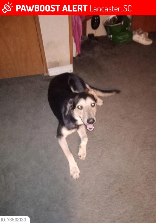 Lost Male Dog last seen Near Beckham Lane off Greatfalls hwy, Lancaster, SC 29720